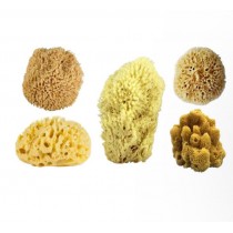 Anadolu deniz sungeri dogal