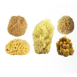 Anadolu deniz sungeri dogal